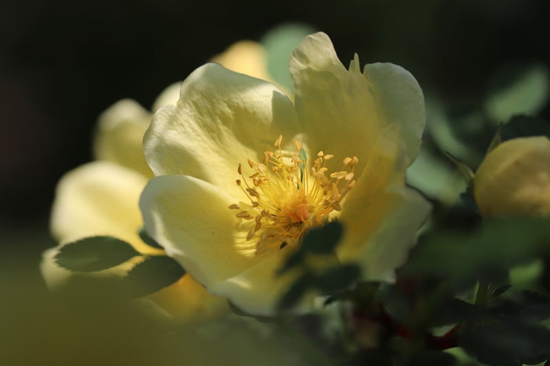 Victorian Rose